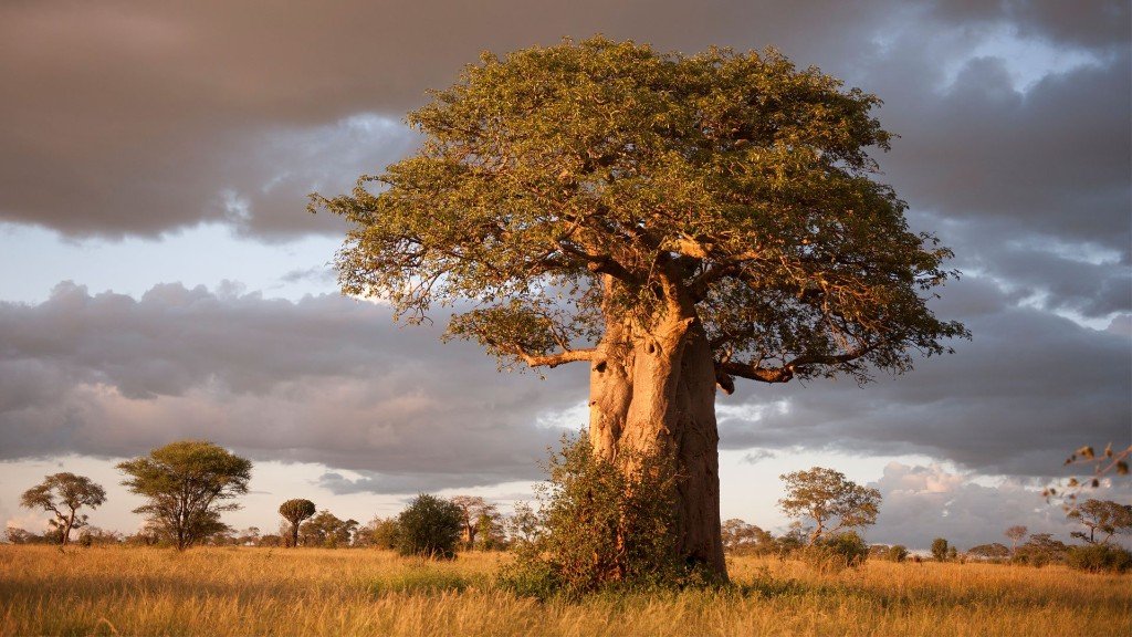 Scenic view · Tarangire National Park